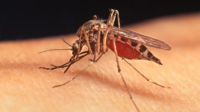 West Nile Virus, accertato un caso a Macherio