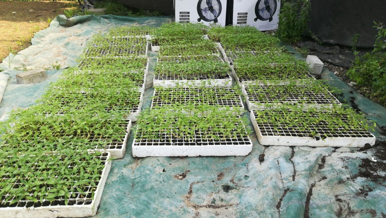 Briosco, sequestrato un carico di marijuana