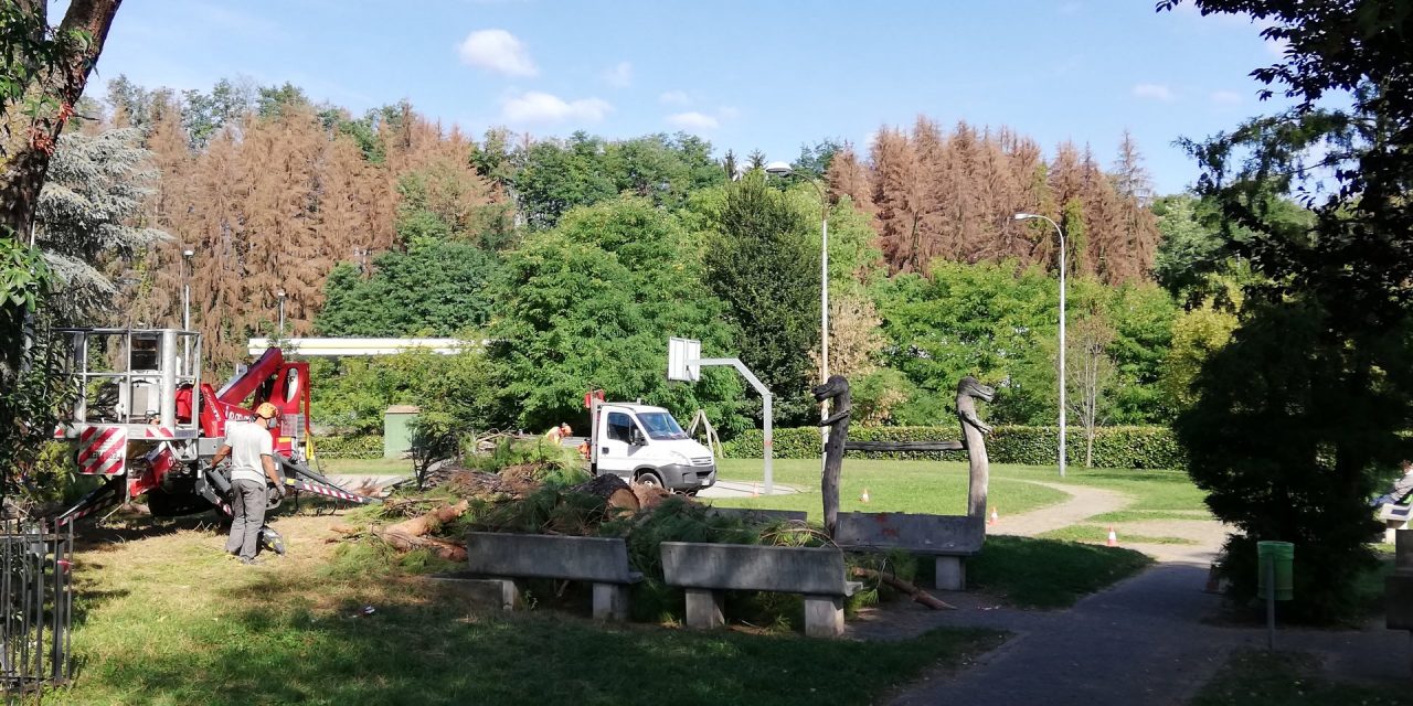 Alberi malati decine di abbattimenti a Carnate