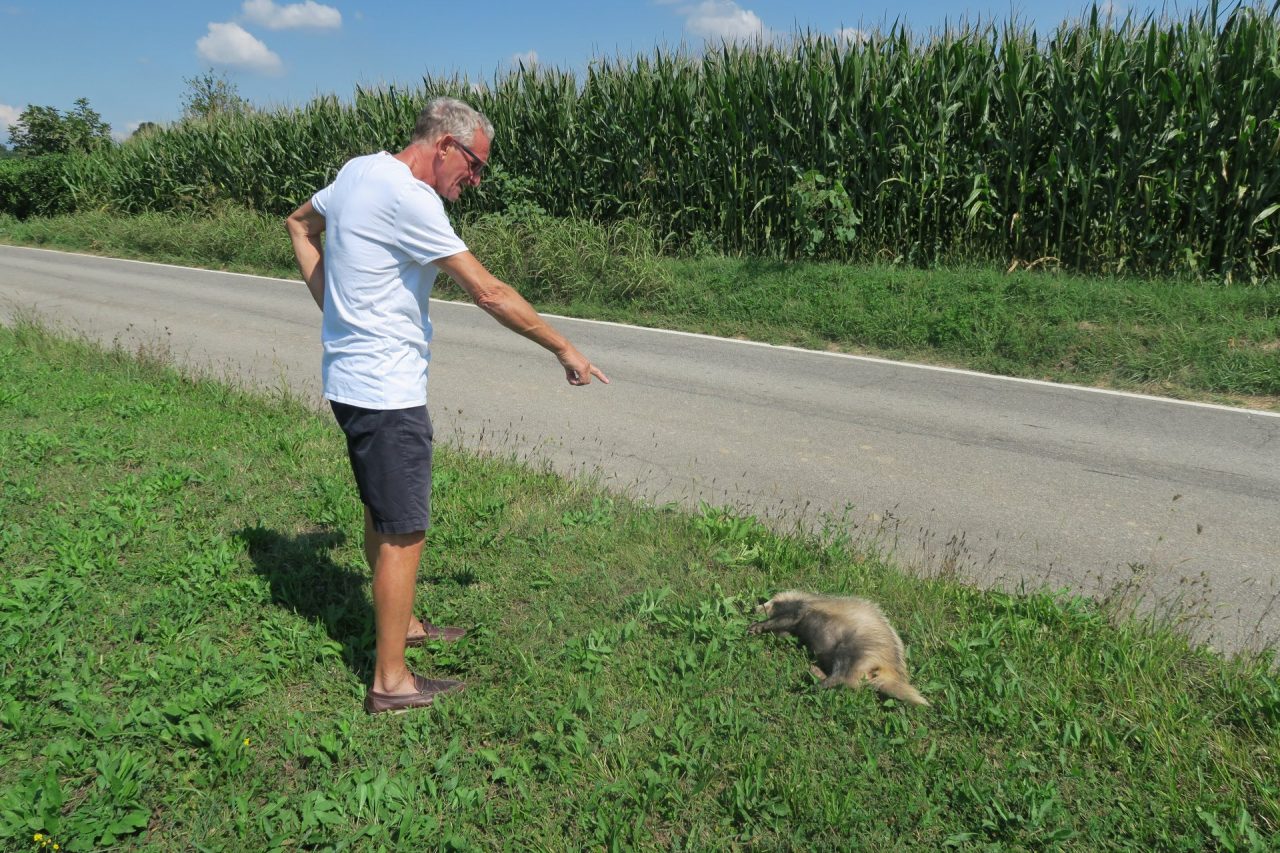Un tasso trovato morto a Triuggio