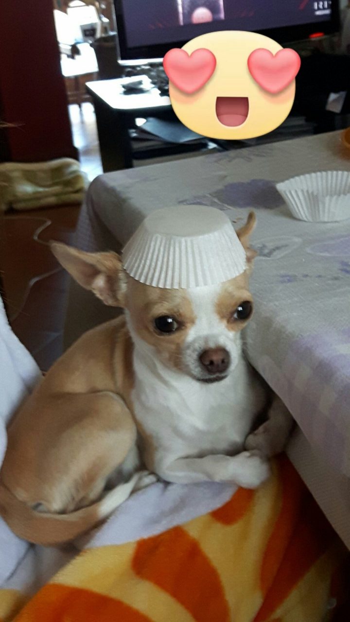 Simpatiche Zampette
