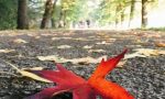 Lo spettacolo del foliage al Parco di Monza - GUARDA LA MAPPA INTERATTIVA