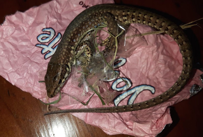 L’Enpa salva lucertola attaccata allo scotch