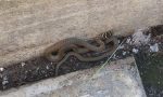 Serpente di un metro e trenta scoperto nel giardino di casa