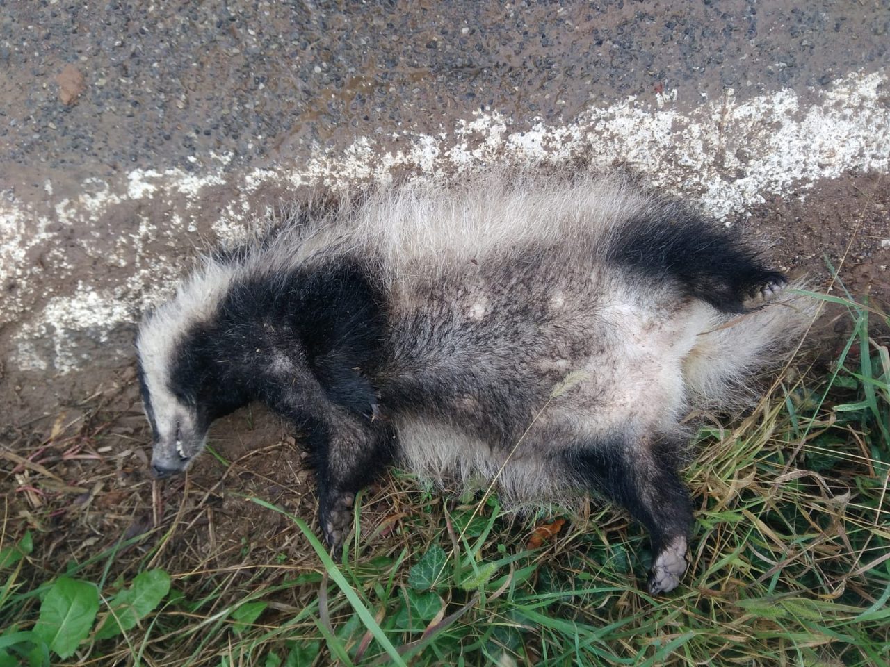Un altro tasso morto a Triuggio