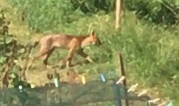 Misterioso felino nel comasco, scatta l’allarme