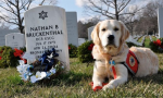 Cani al cimitero? Da oggi si può