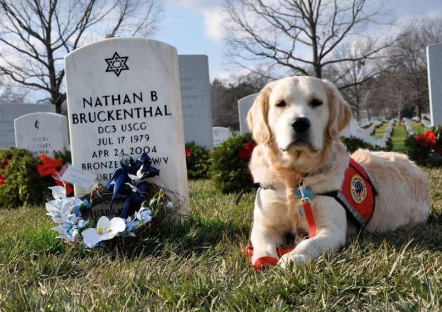 Cani al cimitero? Da oggi si può