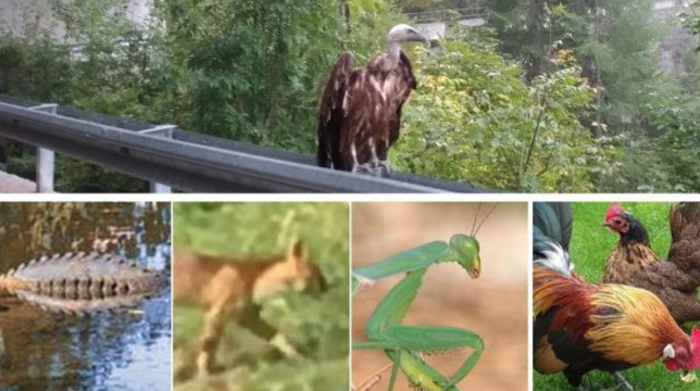 Condor o grifone… altro animale mitologico in Lombardia