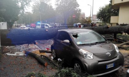 Paura a Triante, albero crollato in strada FOTO