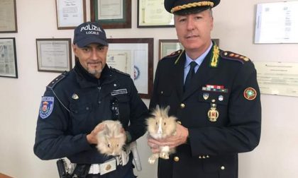 Padroni senza cuore abbandonano due coniglietti