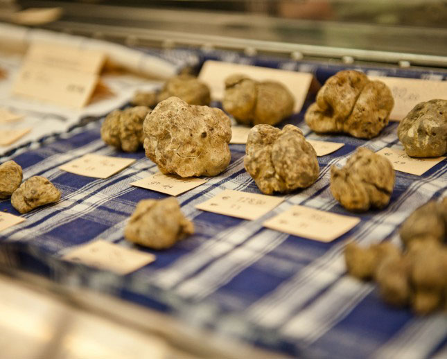 Sei un appassionato di tartufi? Ats organizza un corso per saperne di più