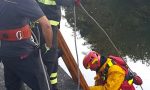 Soccorso airone cinerino sul Lambro, muore nonostante gli sforzi FOTO