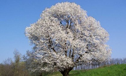 La fama del ciliegio arriva negli Usa grazie due brioschesi