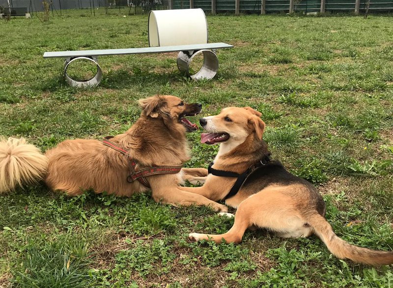 Una colletta alimentare per aiutare gli amici animali in difficoltà