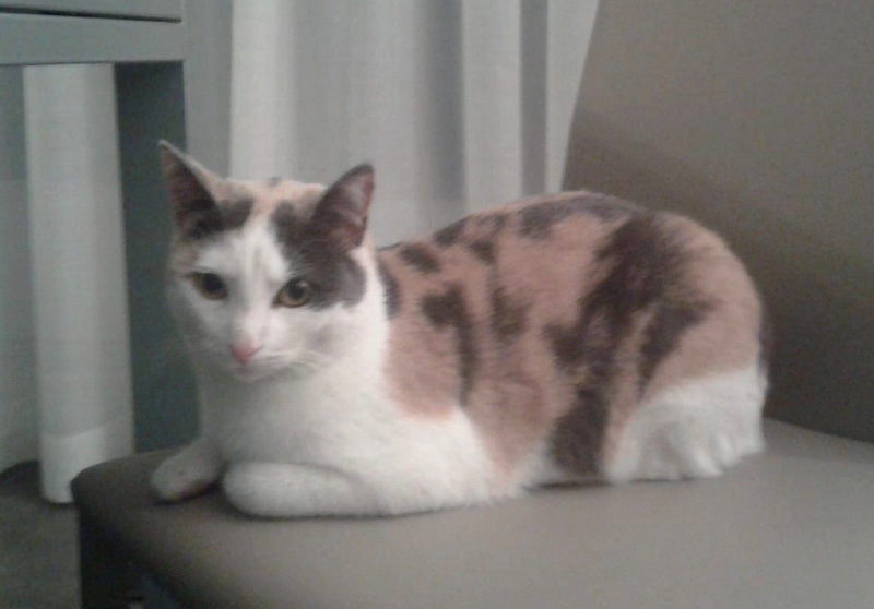 La gatta Shiva è tornata a casa grazie ai social