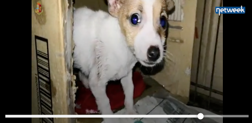 Presi trafficanti di cuccioli, ne avevano 65 nel bagagliaio VIDEO