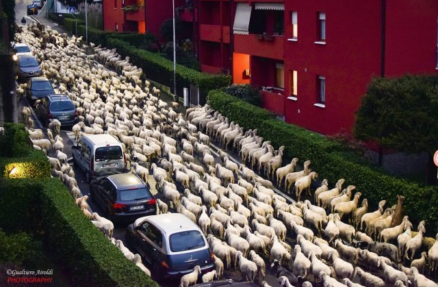 Nel Lecchese, e non solo, tutti pazzi per le… pecore! FOTO