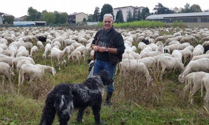 Gregge di pecore in via Colzani