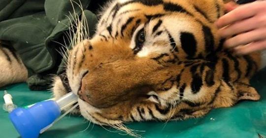 Ospedale Veterinario opera una tigre di 200 kg