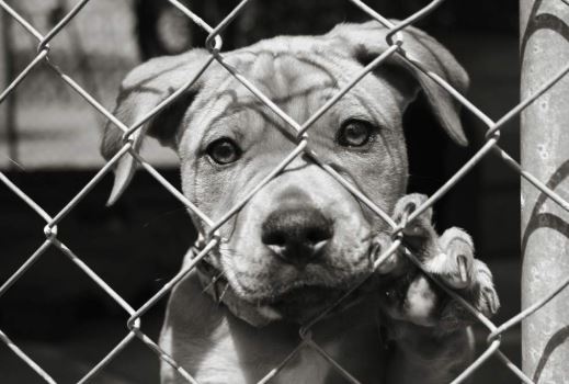 Domani all’Esselunga colletta alimentare per animali abbandonati