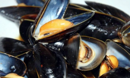 Vibrione patogeno nelle cozze: le precisazioni dell’azienda produttrice