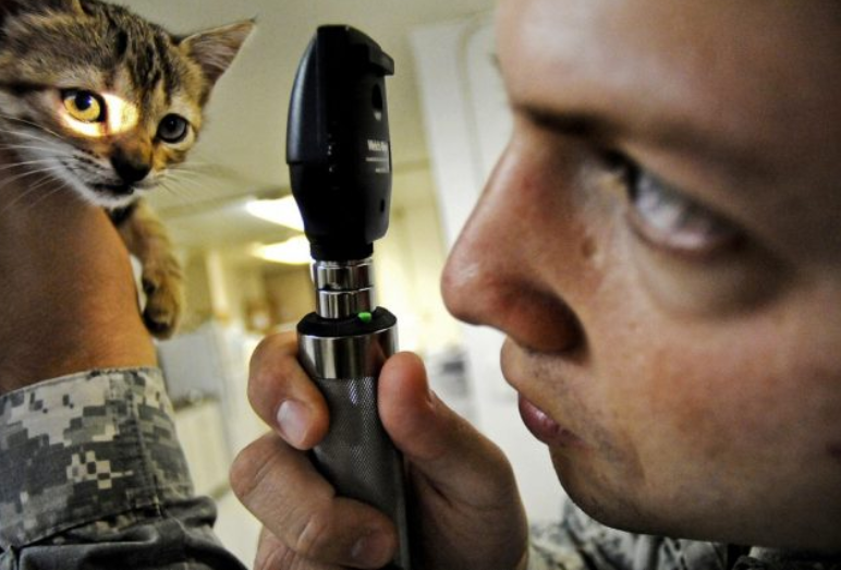 “Veterinario gratis per gli animali di famiglie con reddito basso”