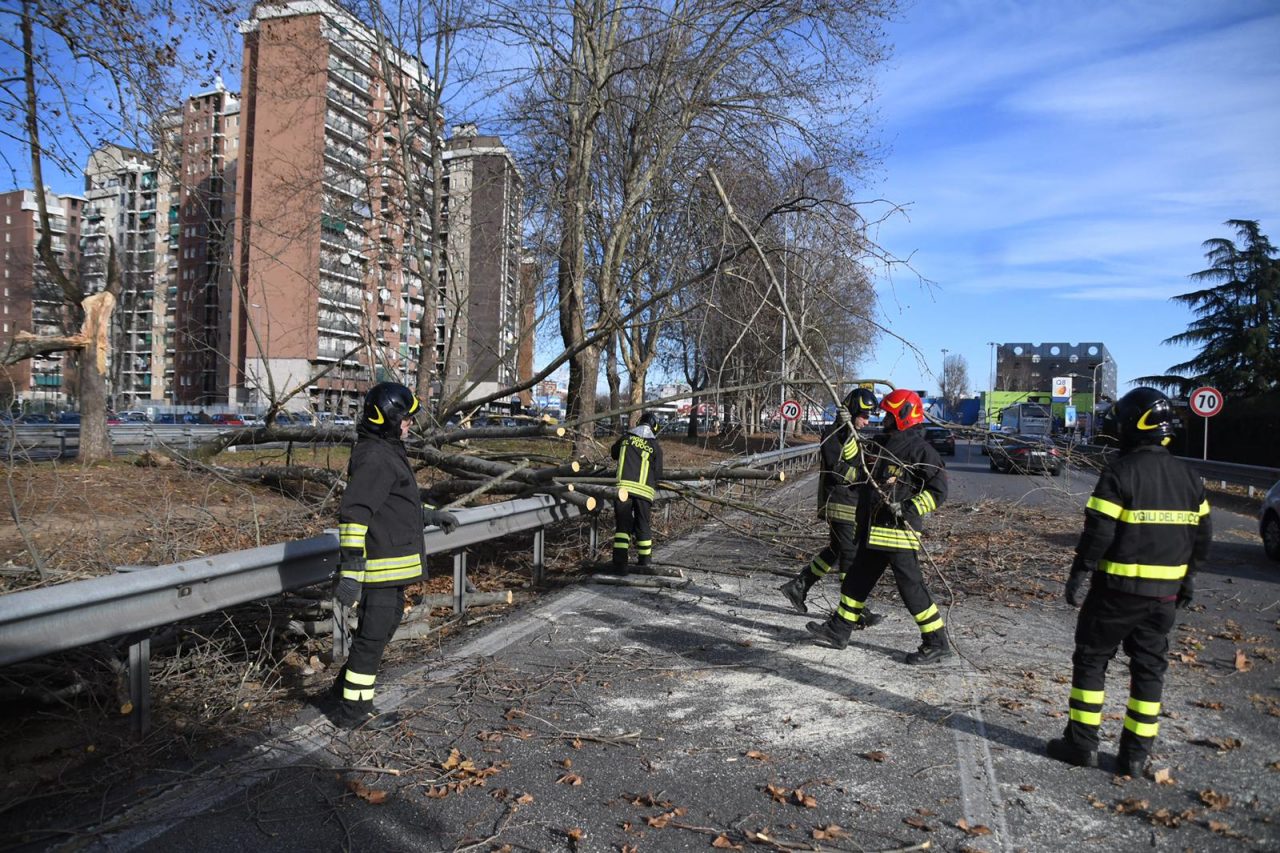 Albero si spezza in due per il forte vento e cade su viale Testi