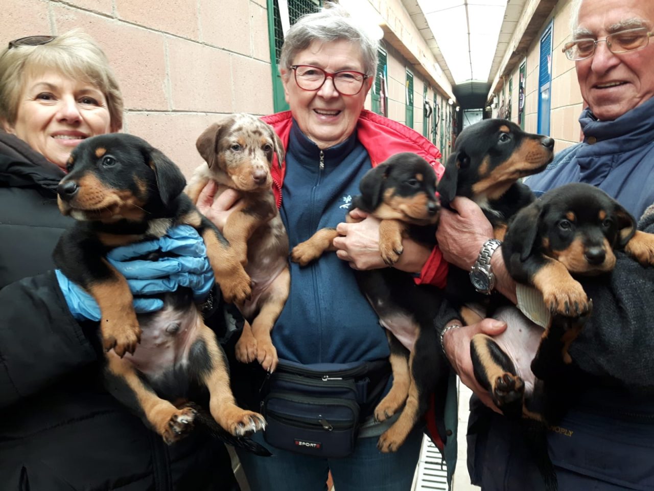 “I cuccioli non sono regali per Natale”