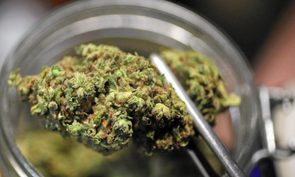 Cannabis terapeutica, la Regione vuole produrla nelle serre lombarde