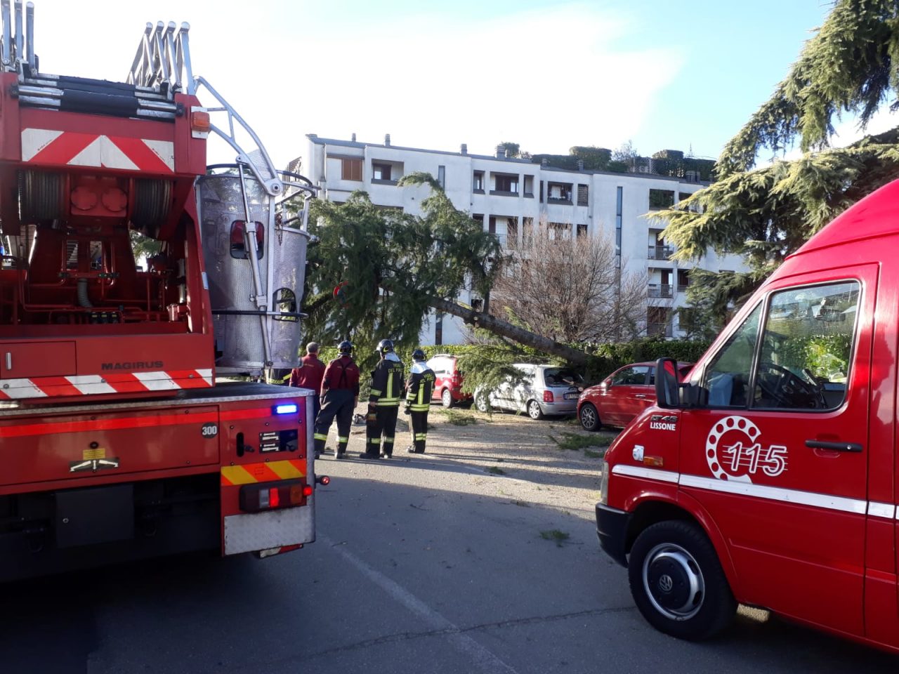 Forte vento fa crollare albero sulle auto in sosta – FOTO