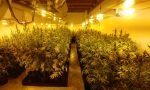 Piccola coltivazione di marijuana casalinga... solo 316 piante! VIDEO