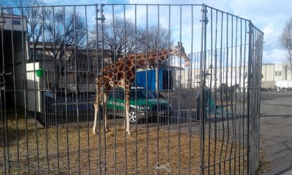 Animali del circo tenuti al gelo: intervengono i Carabinieri