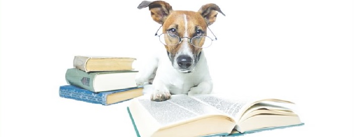 Proprietari di cani a lezione per prendere il “patentino”