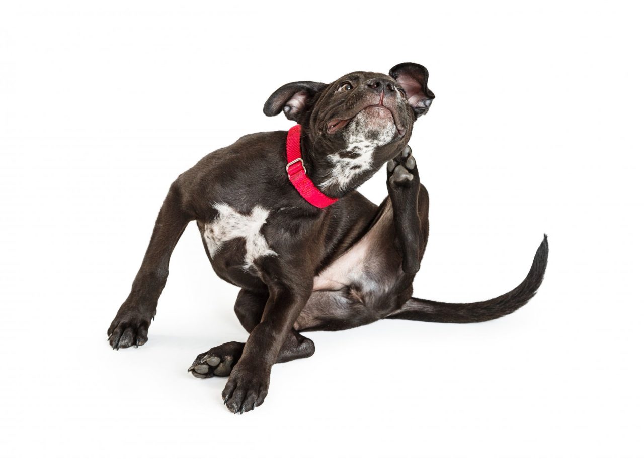 Parassiti del cane e pericoli per l’uomo: come tutelarsi con un semplice collare