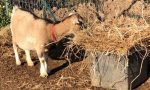 La capra tibetana Margherita ha trovato una nuova casa