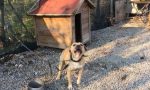 Cane tenuto alla catena e nel degrado nel campo rom, liberato da Enpa