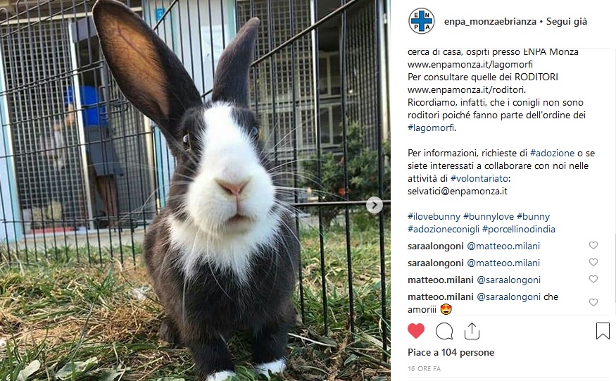 Enpa Monza, emergenza conigli e roditori L’APPELLO
