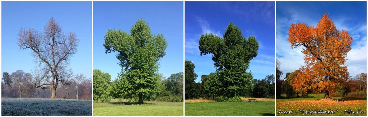 Arcore, le “quattro stagioni” del Liquidambar vince il contest fotografico