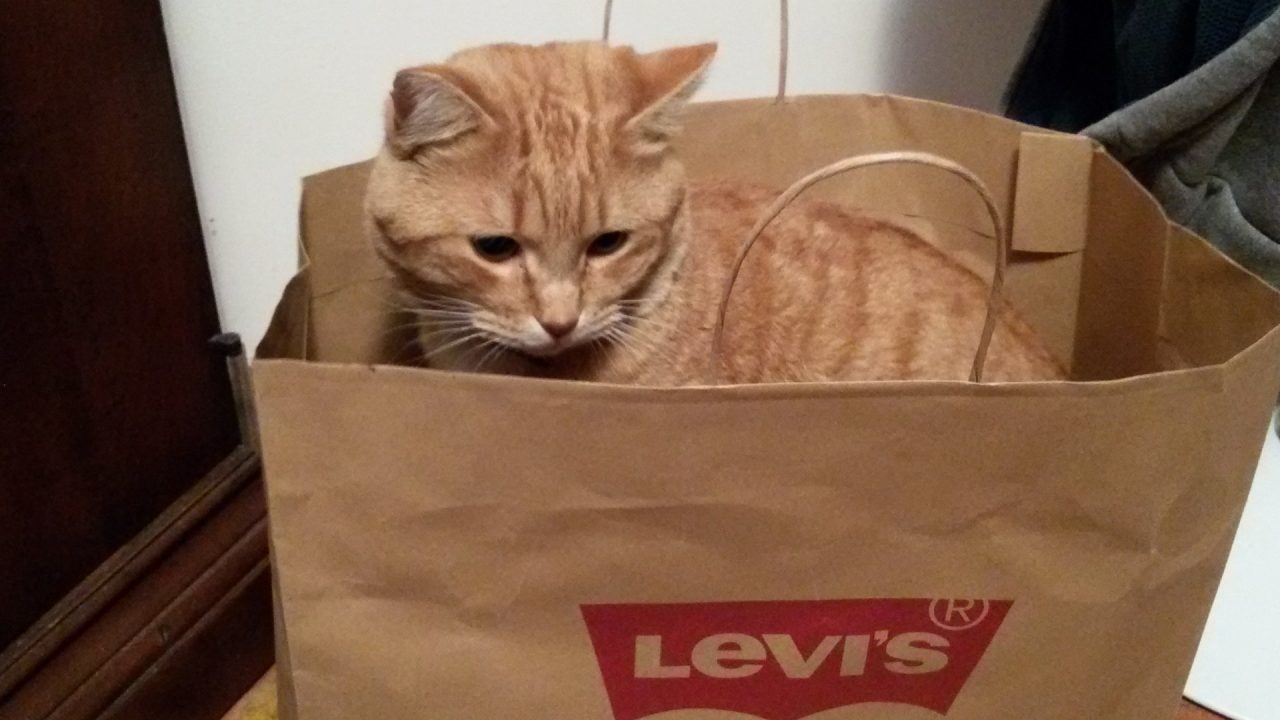 Festa del gatto: le FOTO più belle dei vostri mici