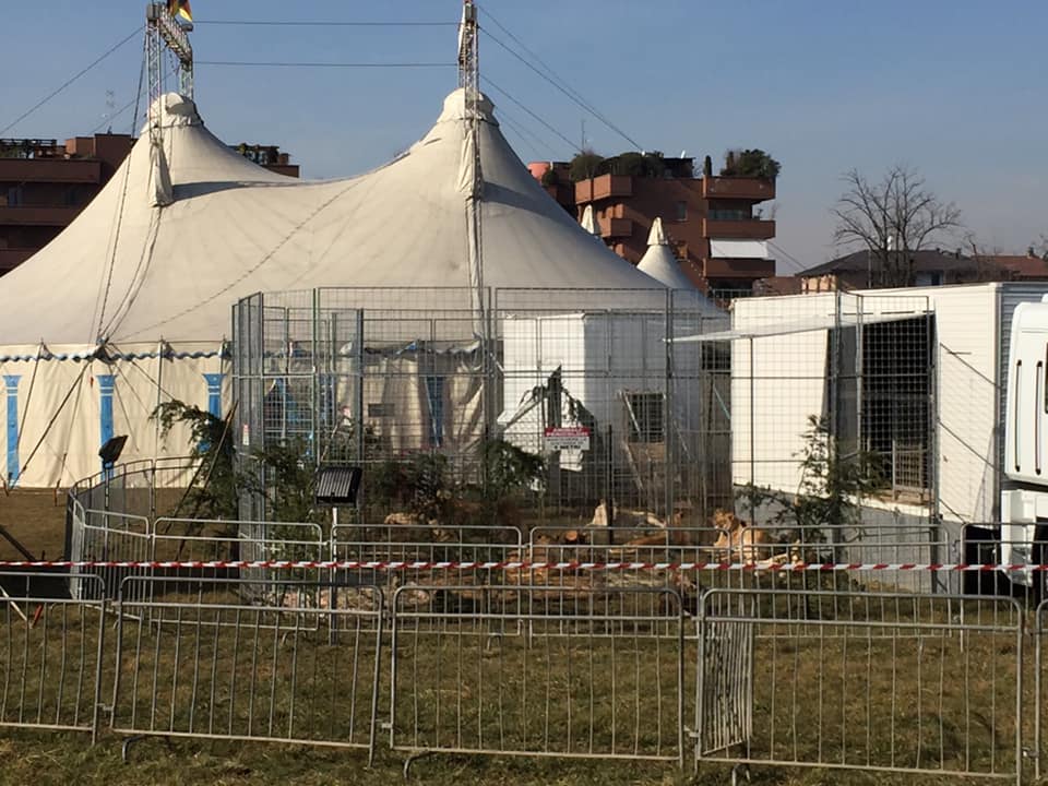 Arriva il circo e anche le proteste degli animalisti