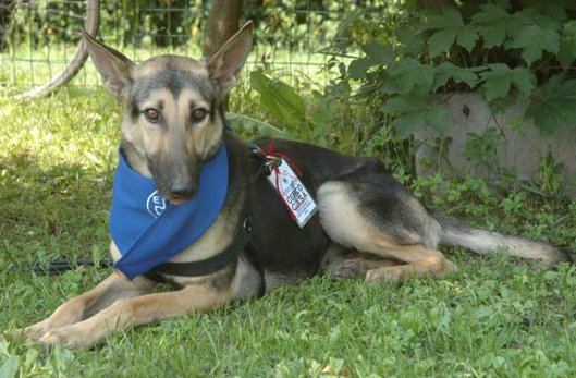 L’Enpa piange il cane protagonista di “Osso e la luna”