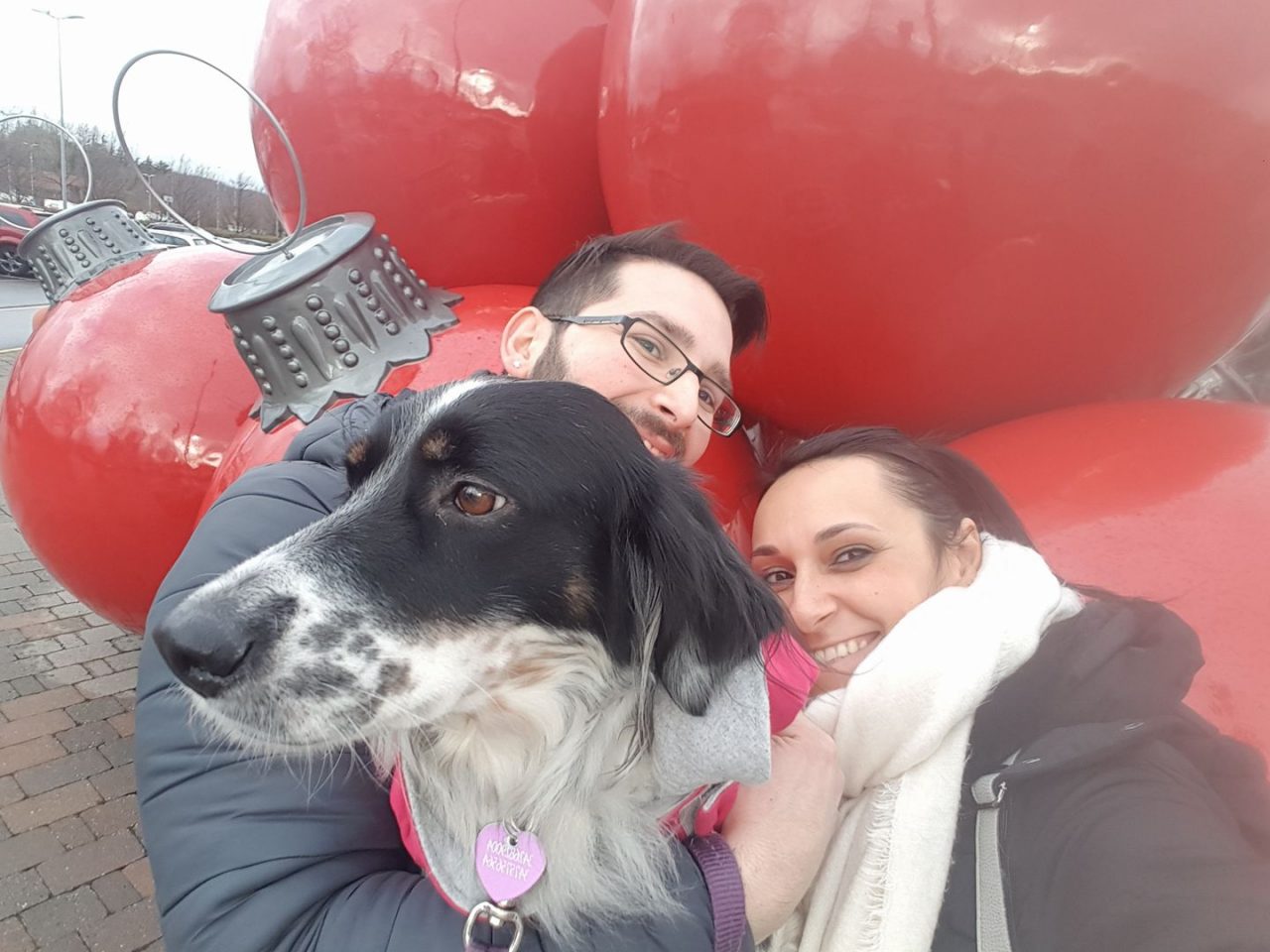 Investe e uccide un cane con l’auto e fugge. La padrona: “Aiutatemi a rintracciarlo”.