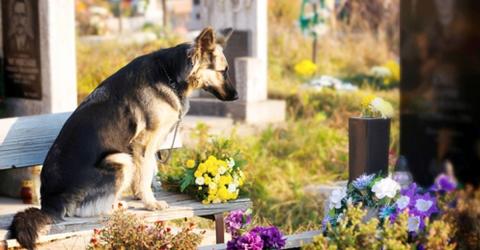 Cani seppelliti con i padroni, Regione approva legge