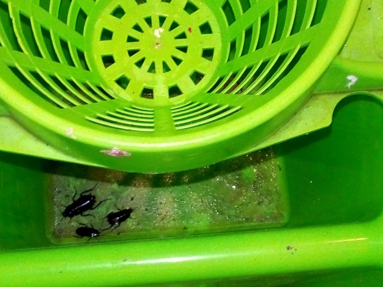 Scarafaggi nei bagni della biblioteca di Cederna