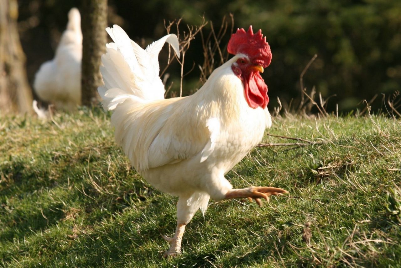 Sovico, il gallo disturba il sonno e viene sfrattato