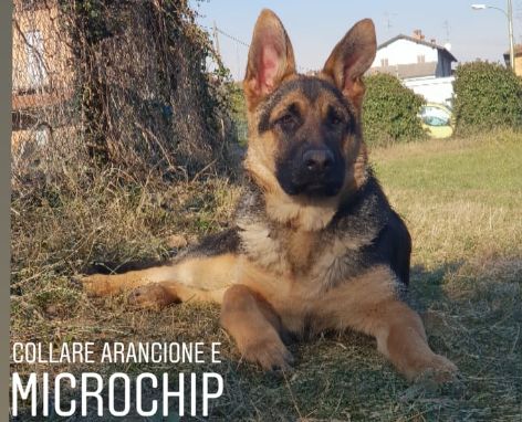 Droni e cani molecolari per ritrovare “Masha”