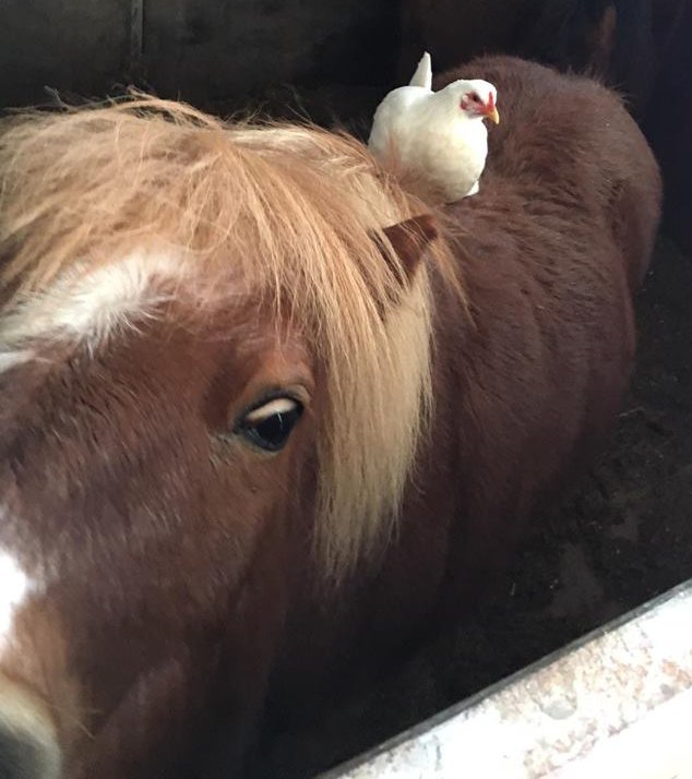 pony e gallina 332096_fb