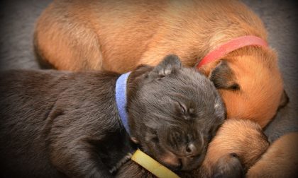 Cuccioli abbandonati insieme alla mamma in un fossato: li trova una coppia brianzola
