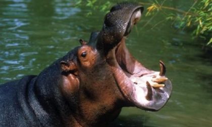 Pensionato milanese  ucciso da un ippopotamo in Kenya